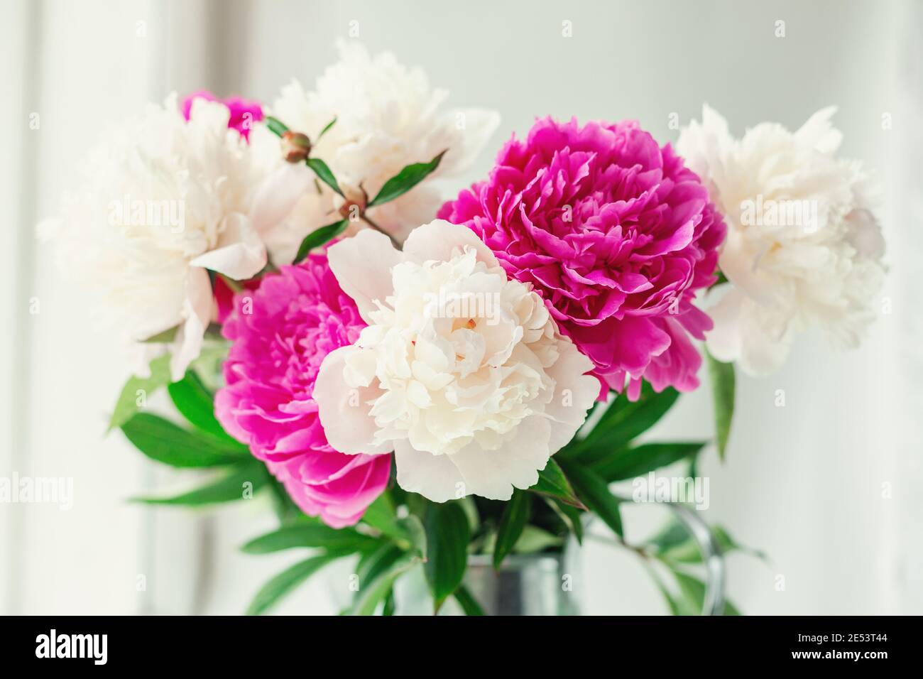Bouquet of beautiful peonies in the garden. Pink and white peonies in a ...