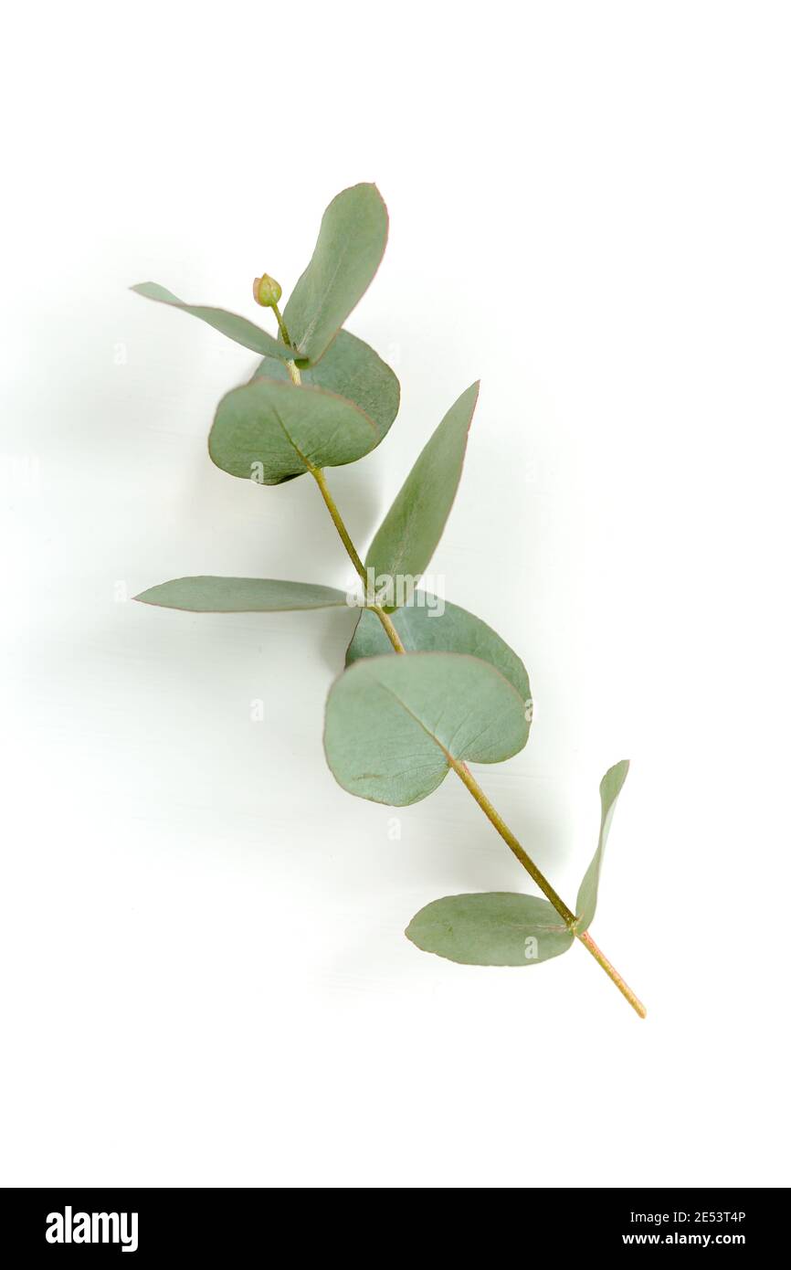 Green leaves eucalyptus isolated on white background Stock Photo - Alamy