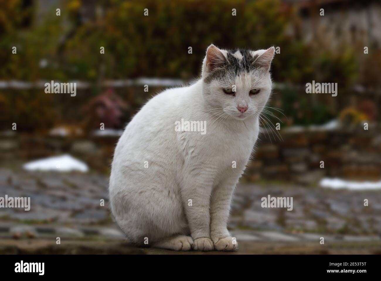 White stray cat looking at the camera, portrait photo of a cat Stock ...