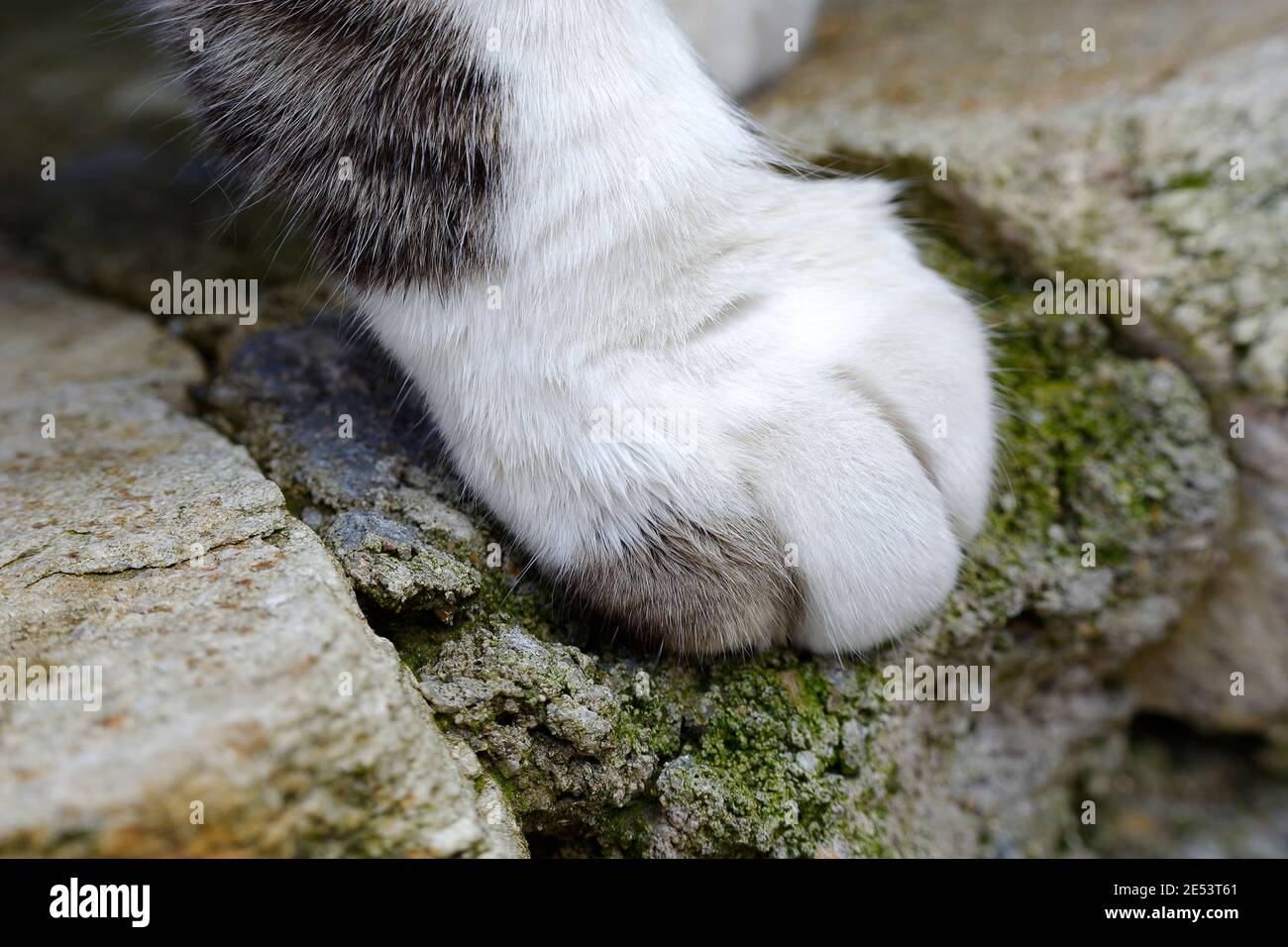 Selective focus photo of cats paw white cat s paw stepped on a