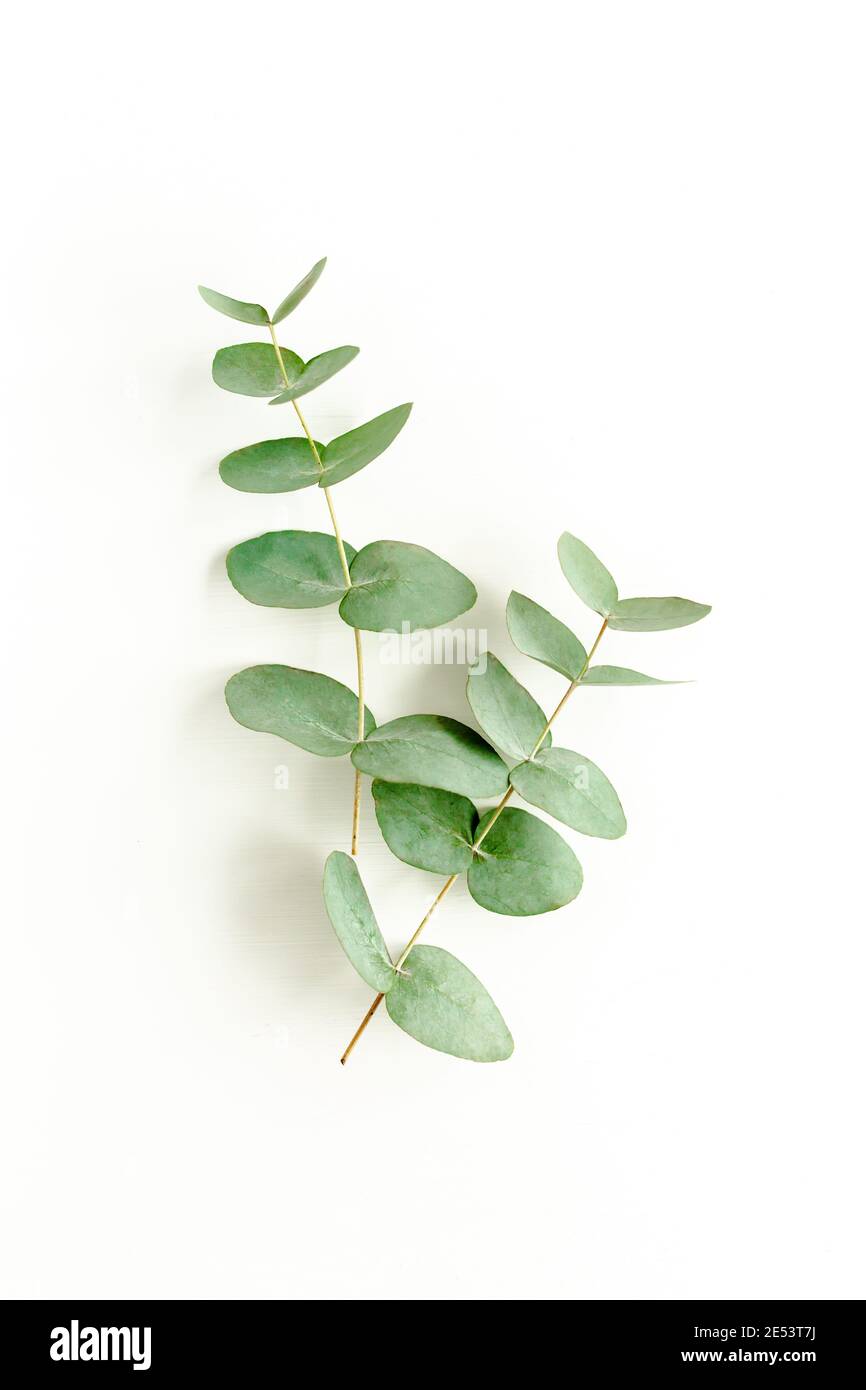 Green leaves eucalyptus isolated on white background Stock Photo - Alamy