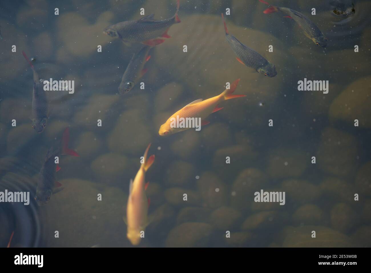 orange and gray fish in the nature pound, shooting above the water ...