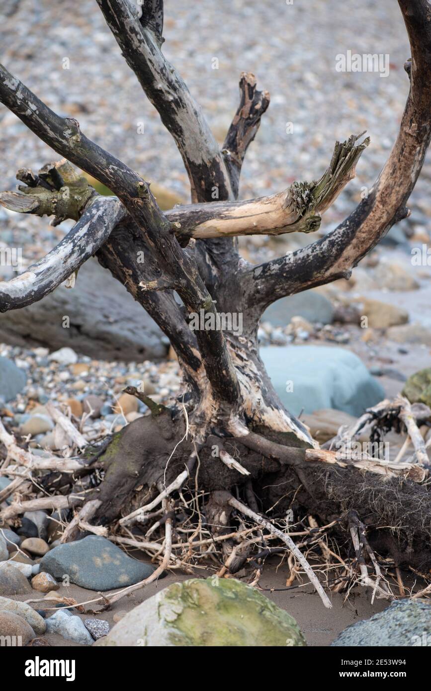 Tree Stump Drift Wood Found on Yorkshire Beach Uk Stock Photo Alamy