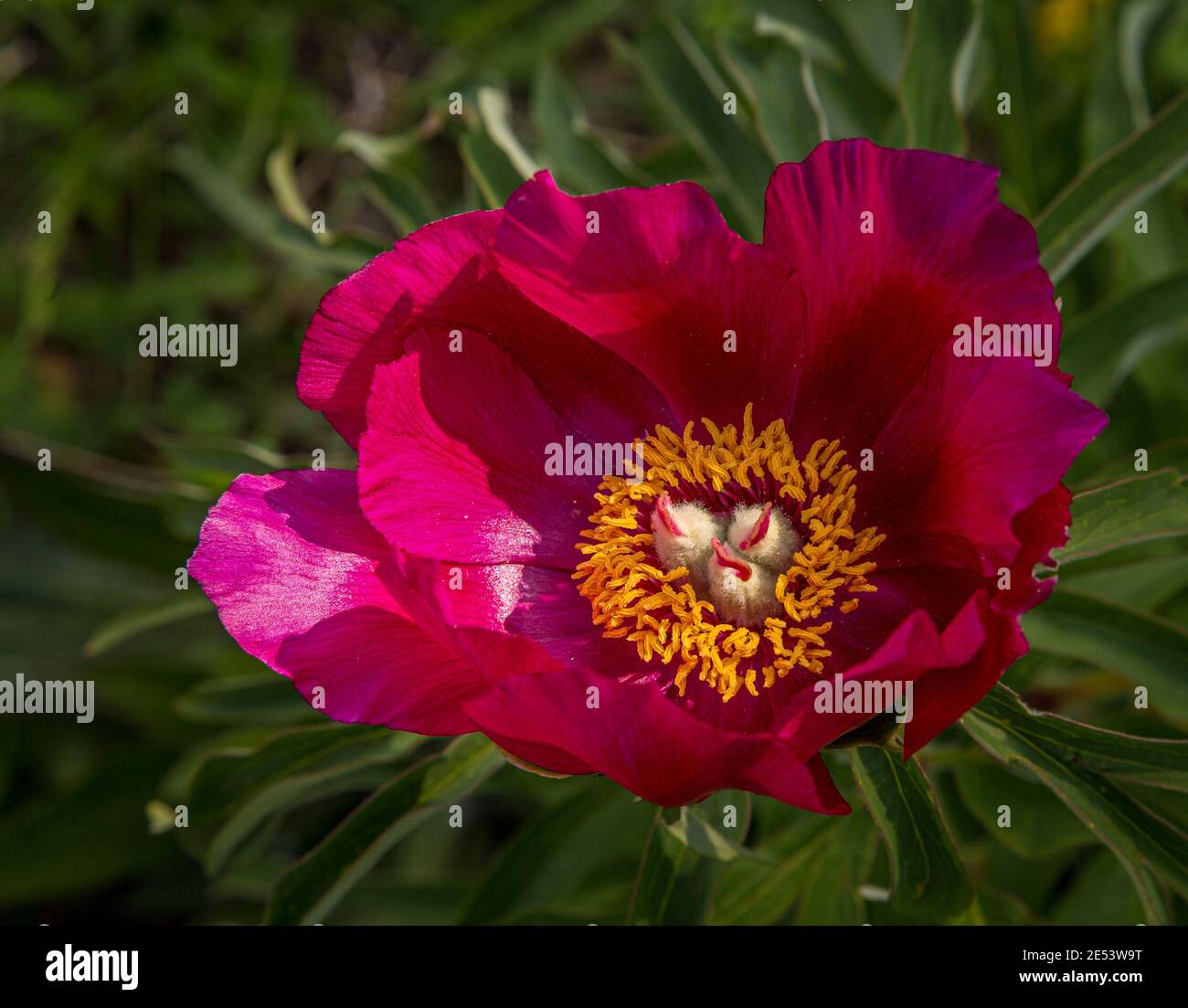 The wild peony, Paeonia officinalis, is a plant belonging to the Paeoniaceae family, native to southern Europe Stock Photo