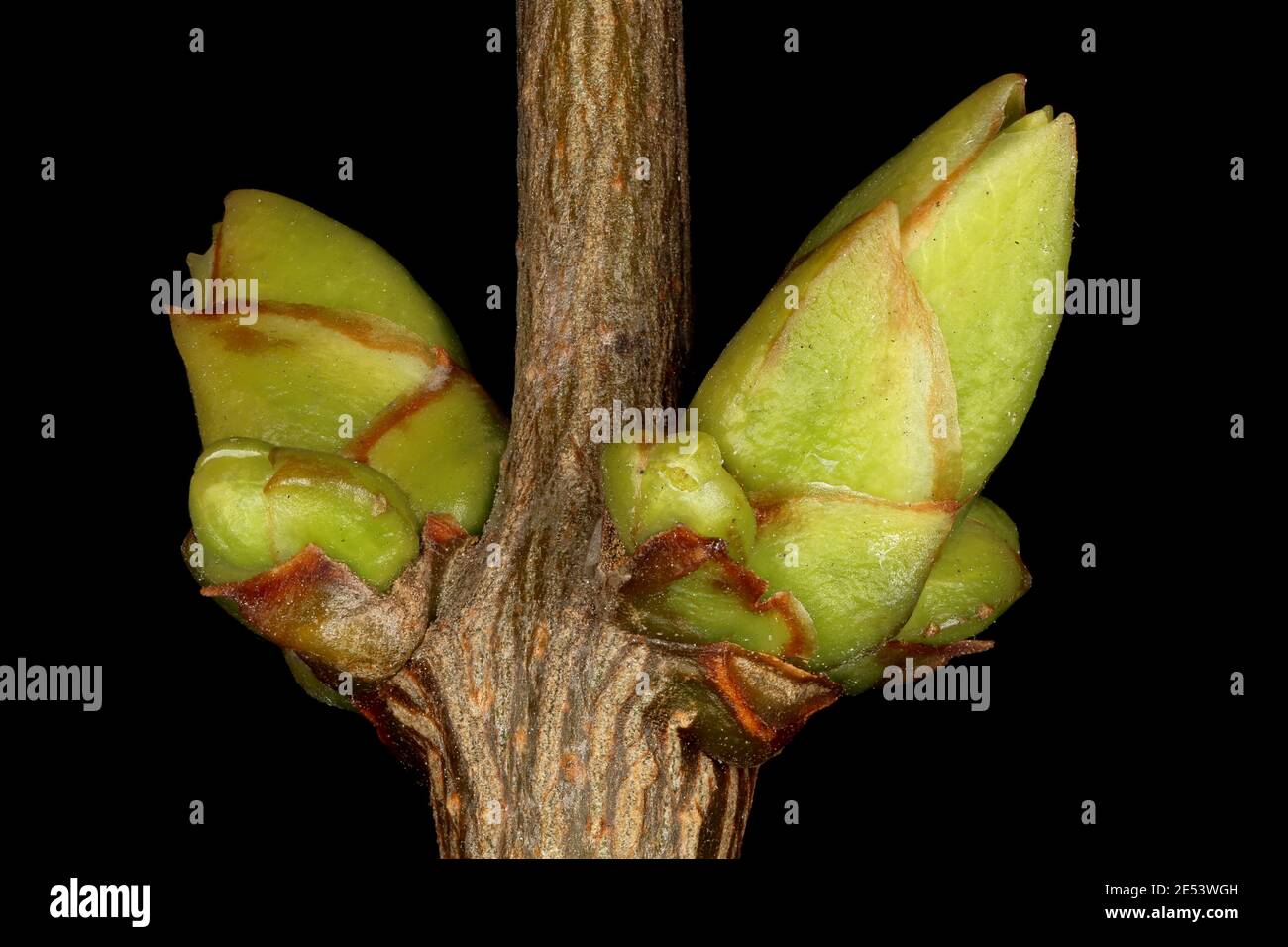 Lilac (Syringa vulgaris). Lateral and Accessory Buds Closeup Stock