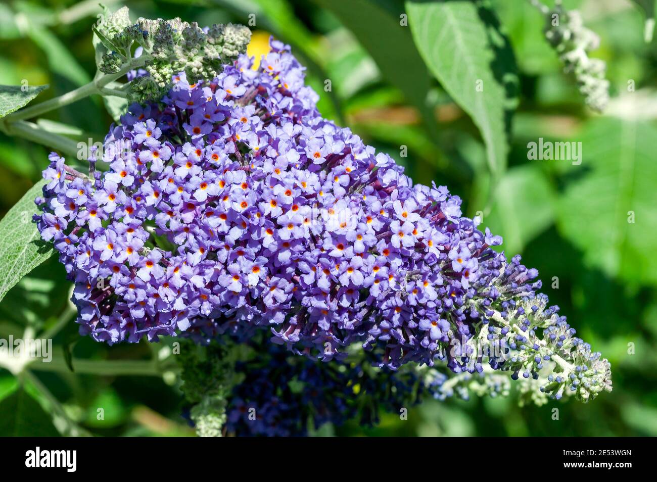 Buddleja fallowiana 'Lochinch' a summer flowering shrub plant with a purple summertime flower commonly known as butterfly bush which is in bloom from Stock Photo