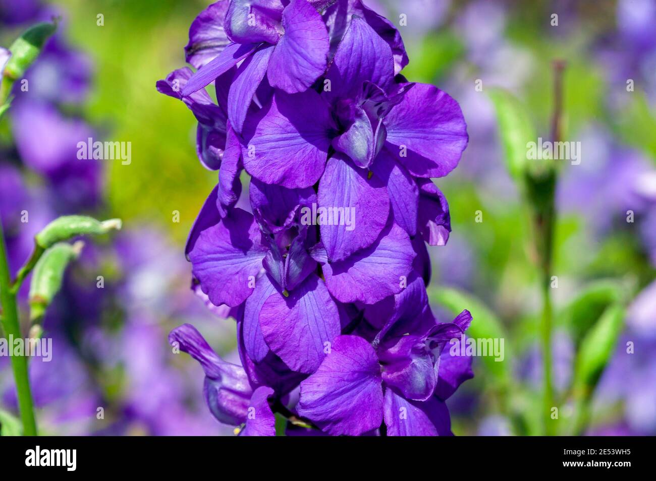 Consolida regalis var paniculatum a summer flowering plant with a purple blue summertime flower commonly known as larkspur, stock photo image Stock Photo