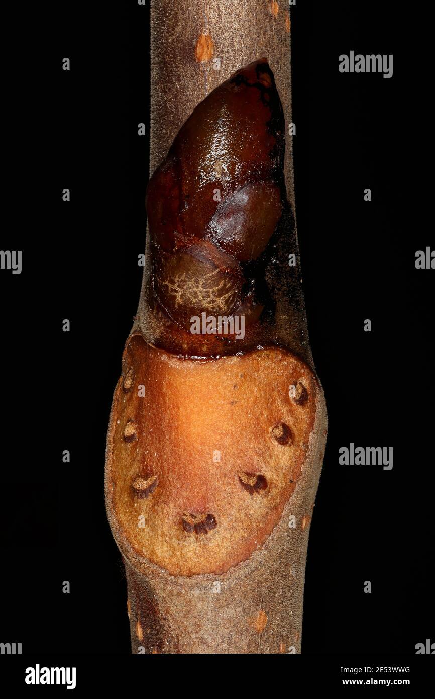 HorseChestnut (Aesculus hippocastanum). Lateral Bud Closeup Stock