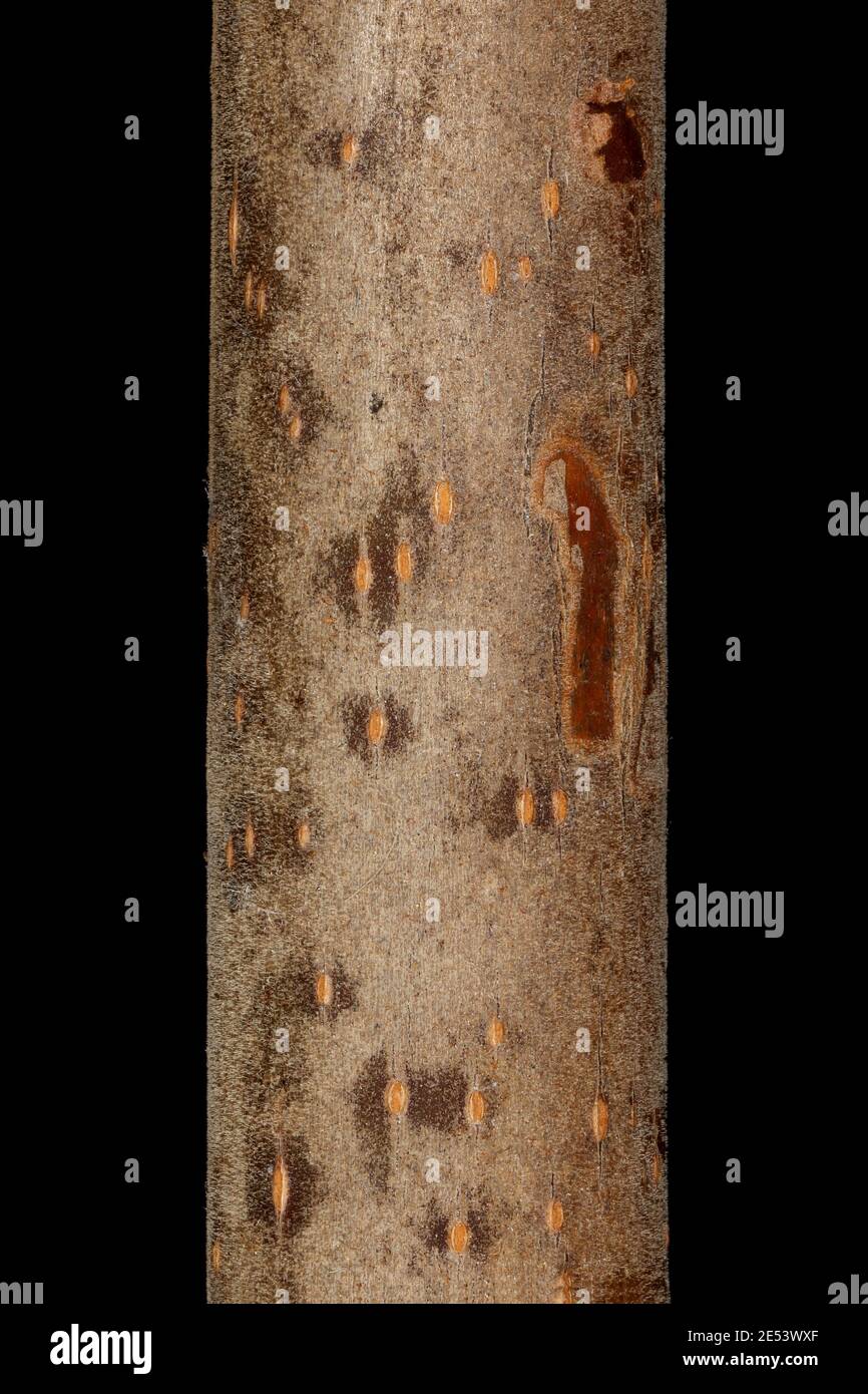 Horse-Chestnut (Aesculus hippocastanum). Wintering Twig Detail Closeup Stock Photo