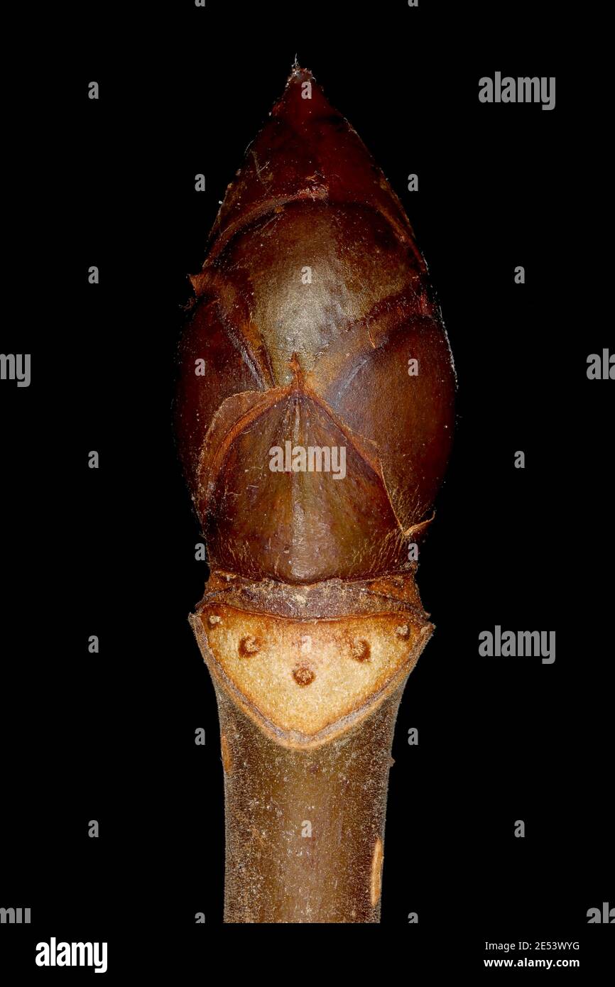 Horse chestnut leaf scar hires stock photography and images Alamy