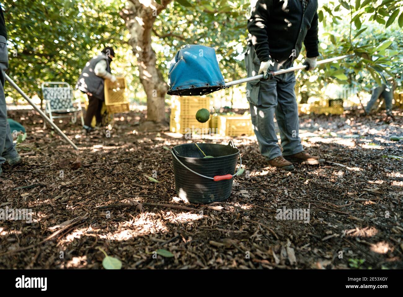 Harvesting avocados with a rod. Harvest season in a organic avocado