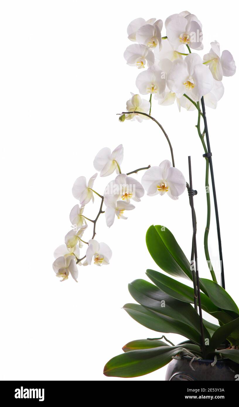 Beautiful tropical orchid flowers hi-res stock photography and images ...