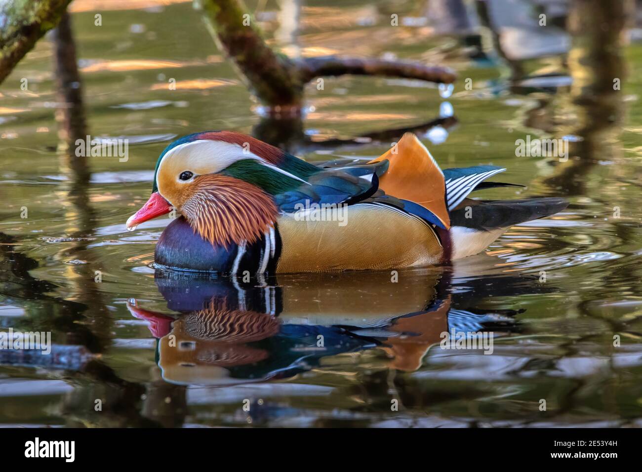 Mandarina duck hires stock photography and images Alamy