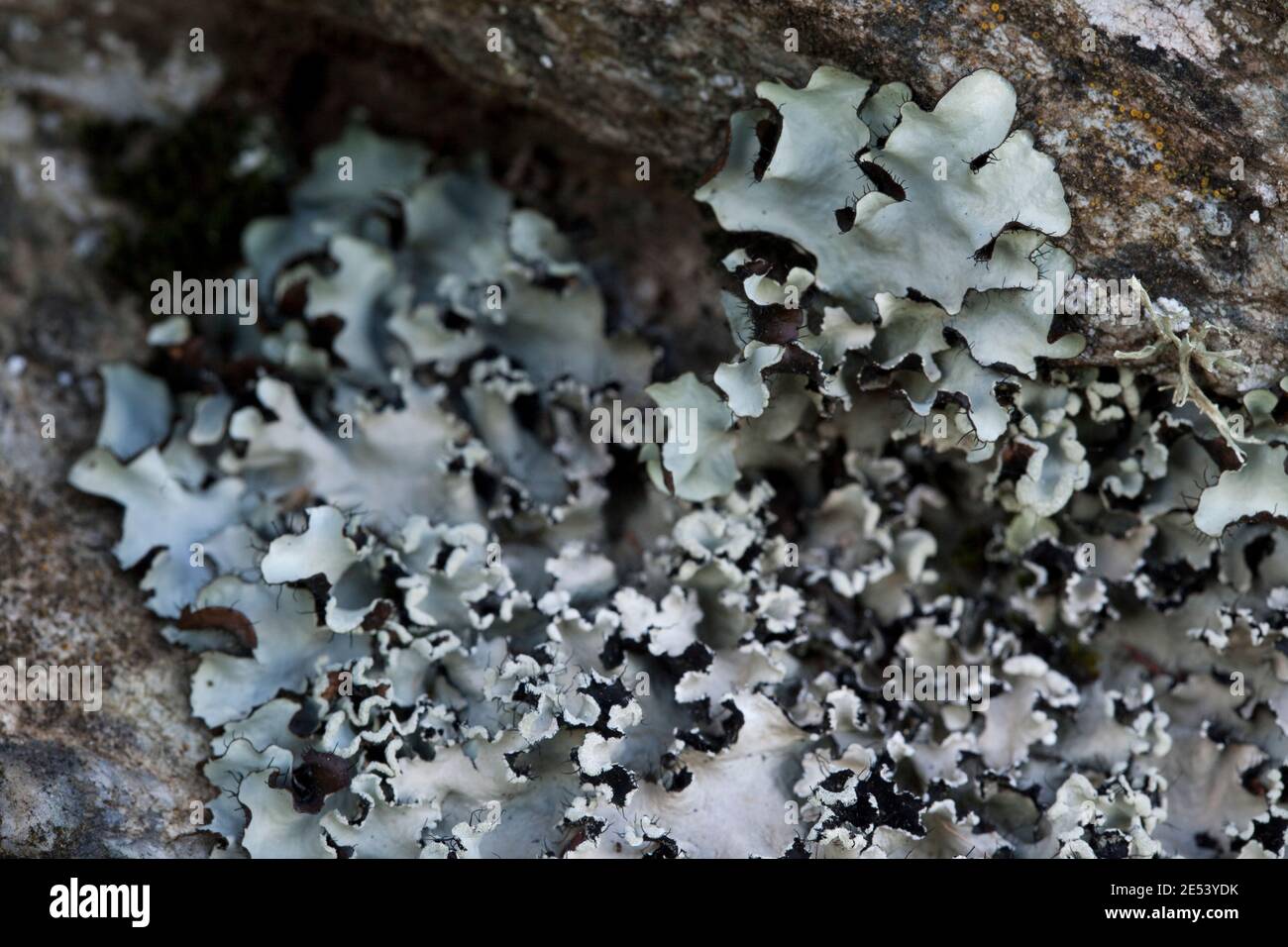 Líquen del gènere Parmelia o Cladonia Stock Photo