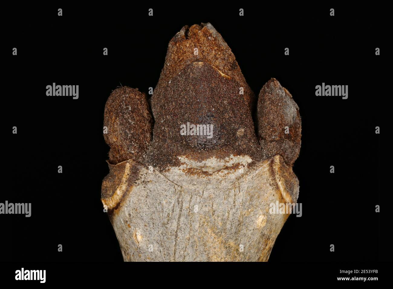 Common Ash (Fraxinus excelsior). Terminal Bud Group Closeup Stock Photo