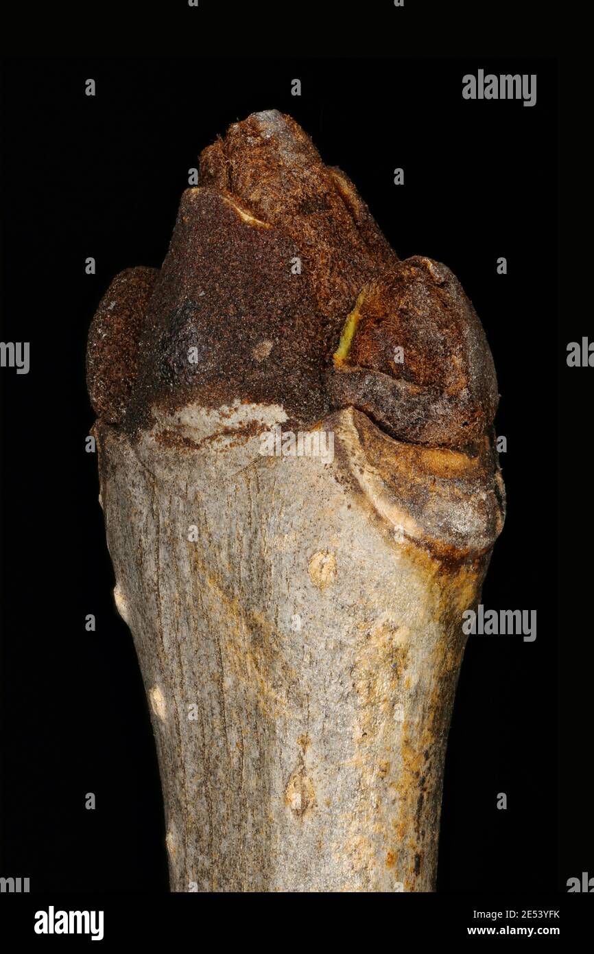 Common Ash (Fraxinus excelsior). Terminal Bud Group Closeup Stock Photo