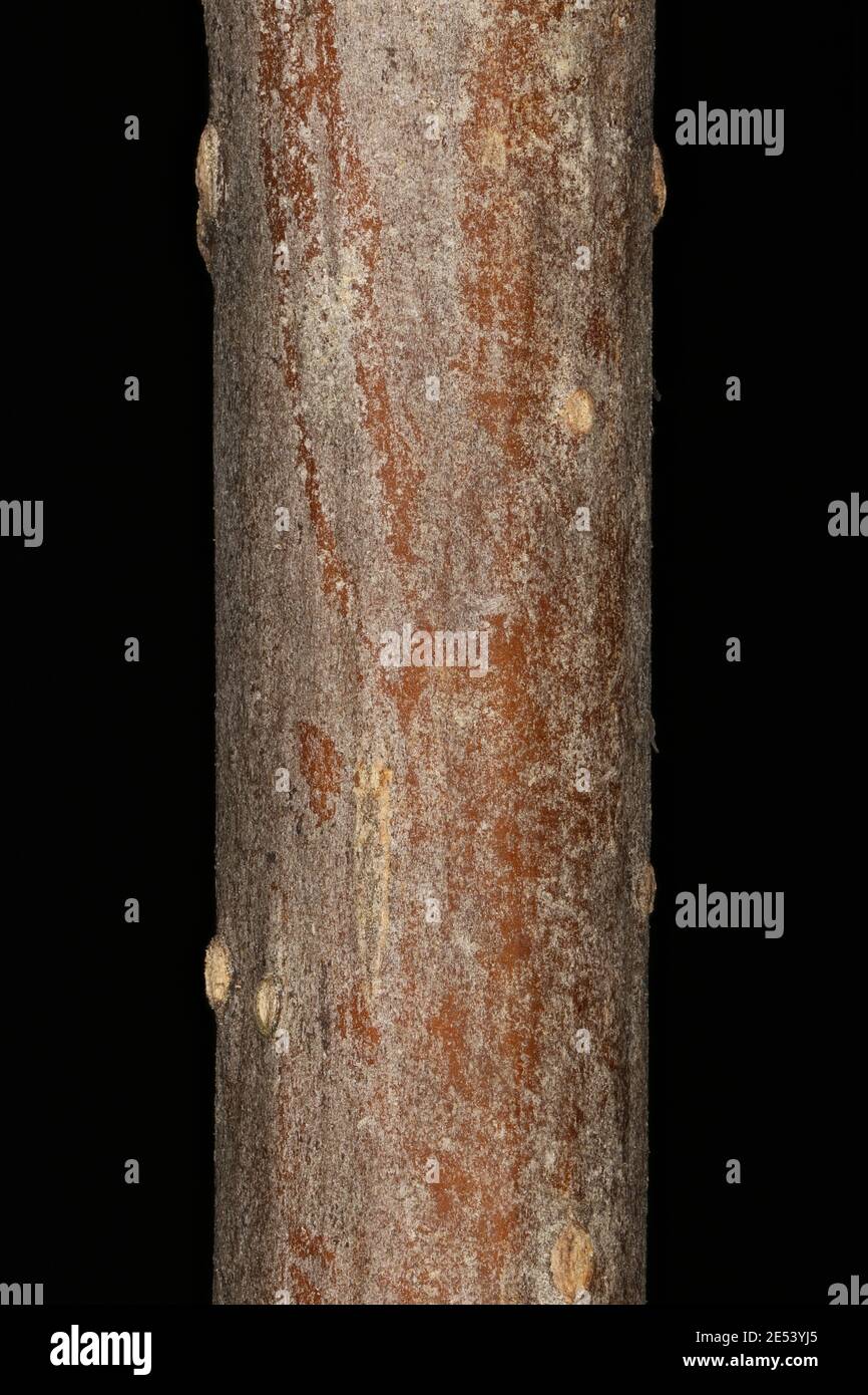 Common Ash (Fraxinus excelsior). Twig Detail Closeup Stock Photo
