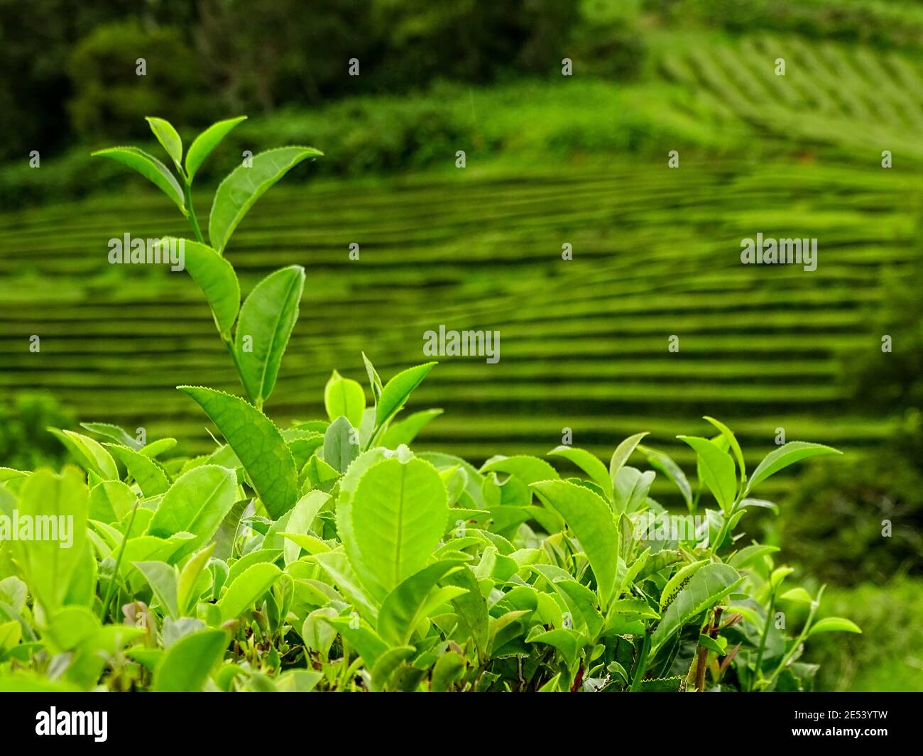 Tea plantation in Europe, Sao Miguel island, Azores, camelia sinensis. Stock Photo