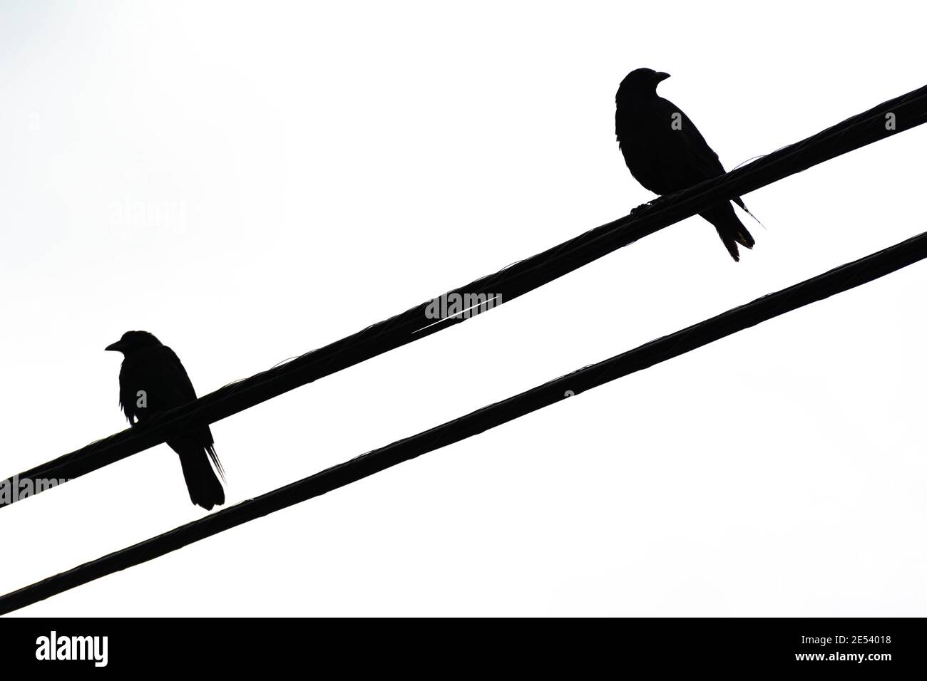 Silhouette shot of the birds on a wire looking away from each other Stock  Photo - Alamy