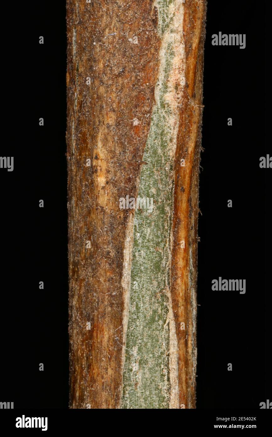 Siberian Pea-Tree (Caragana arborescens). Twig Detail Closeup Stock Photo