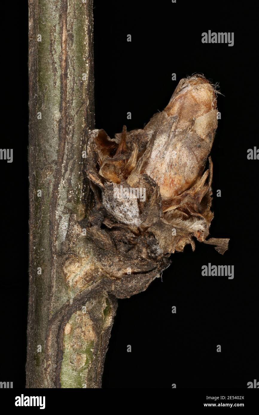 Siberian Pea-Tree (Caragana arborescens). Lateral Bud Closeup Stock Photo