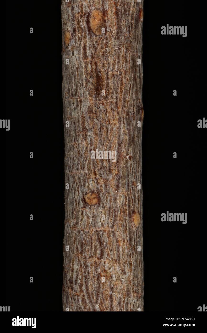 Silver Birch (Betula pendula). Twig Detail Closeup Stock Photo