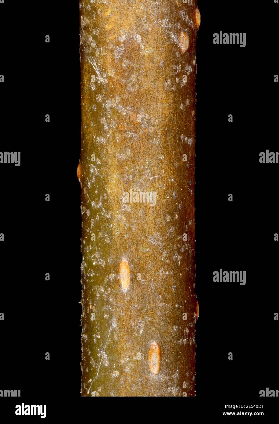 Alder (Alnus glutinosa). Wintering Twig Detail Closeup Stock Photo