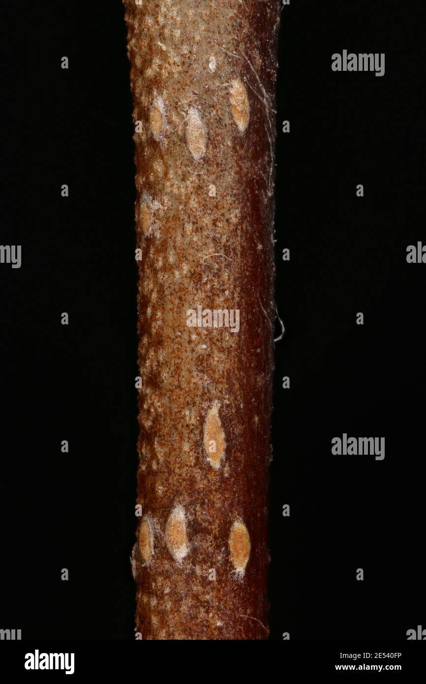 Midland Hawthorn (Crataegus laevigata). Wintering Twig Detail Closeup Stock Photo