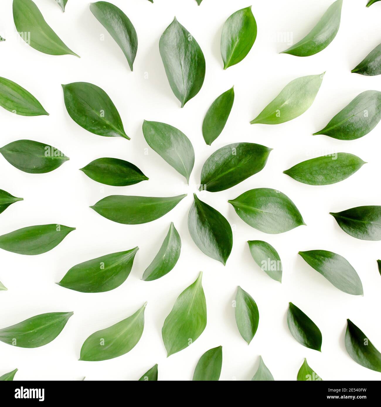Pattern, texture with green leaves isolated on white background. lay ...