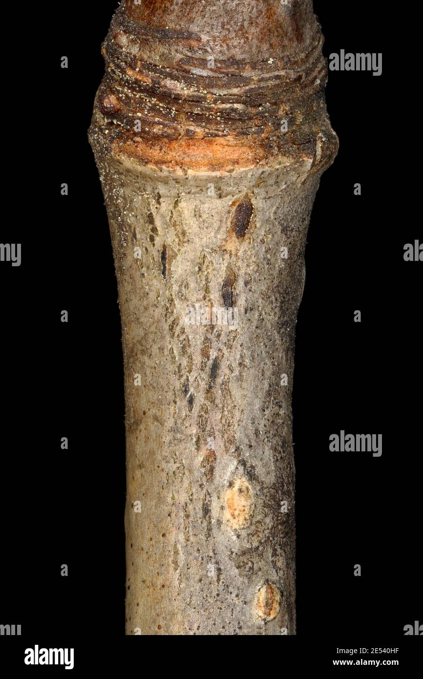 Midland Hawthorn (Crataegus laevigata). Wintering Twig Detail Closeup Stock Photo