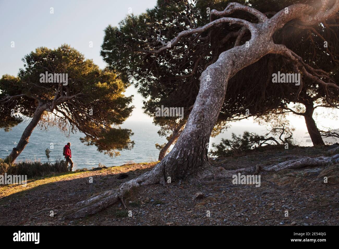 El vent recargola i fa ajaure els pins al Cap de Creus. Alt Empordà. Stock Photo