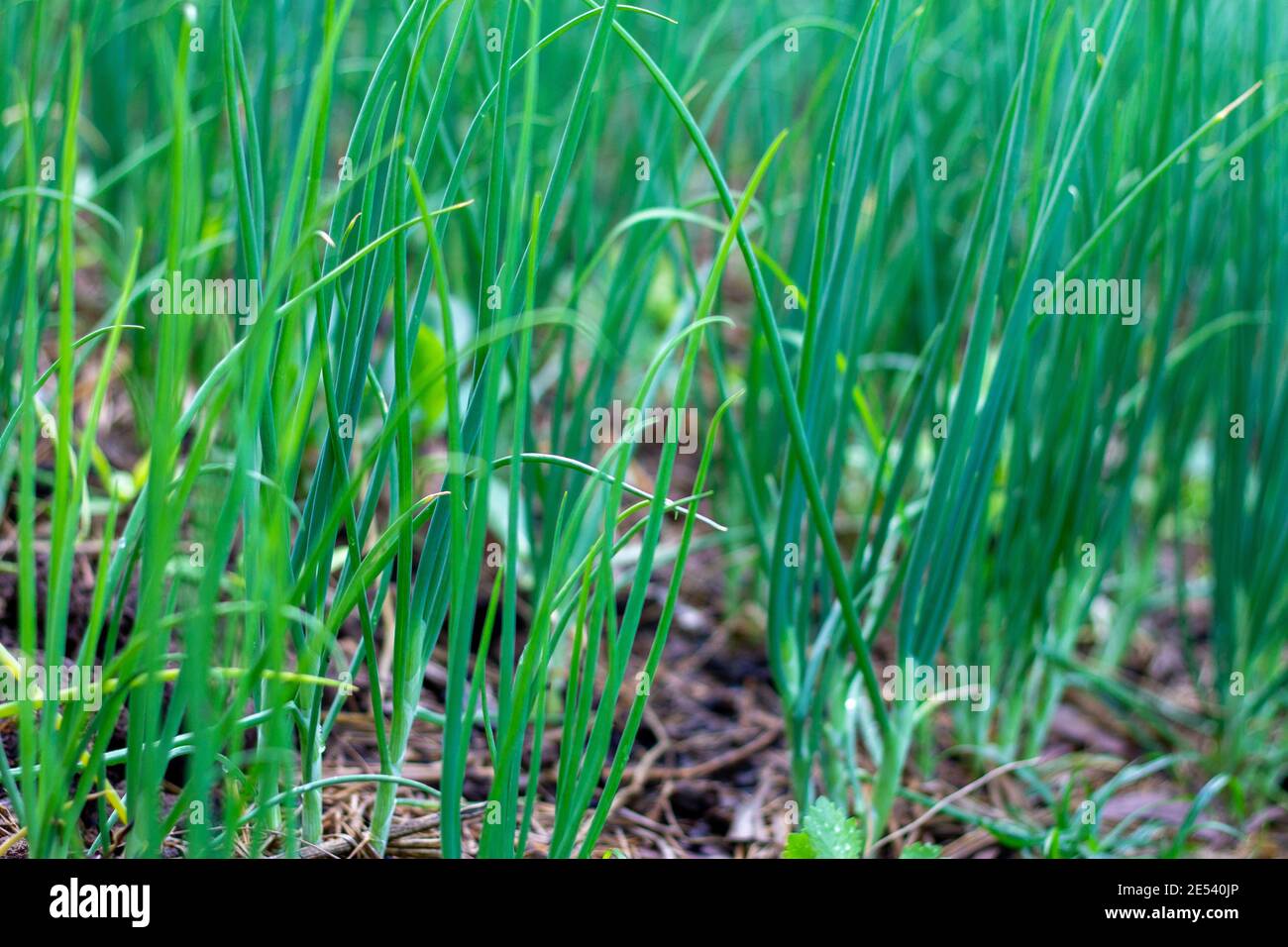 Many spring onions in the field are turning green Stock Photo Alamy