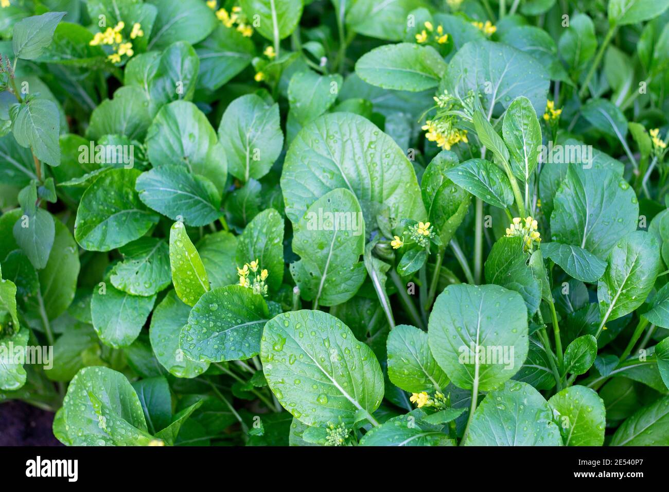 Cantonese is blooming in yellow in winter. Stock Photo