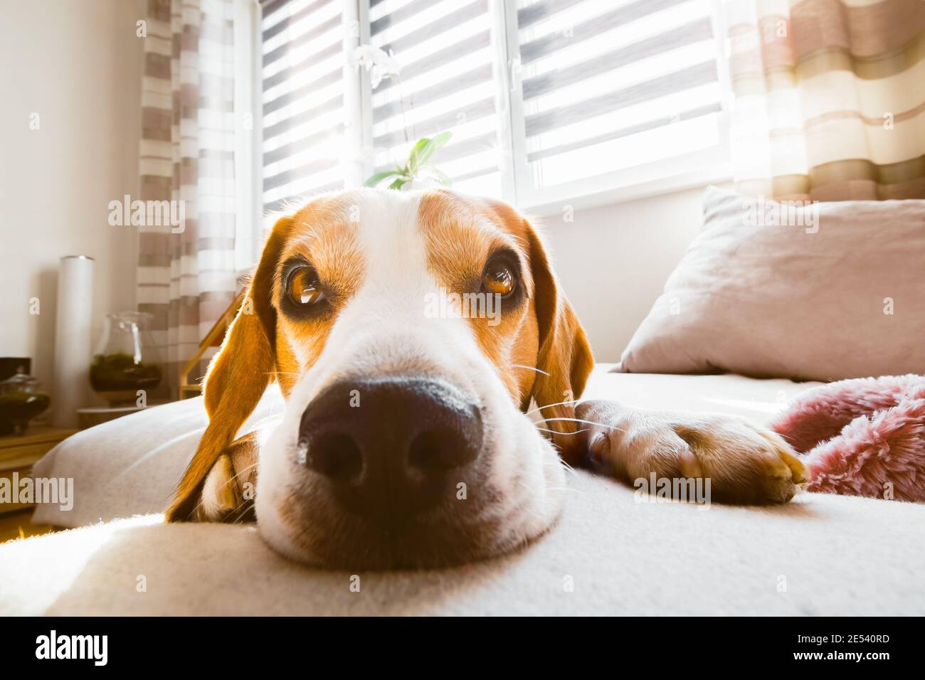 Beagle dog lying down on a cozy sofa in sunny livingroom. Adorable