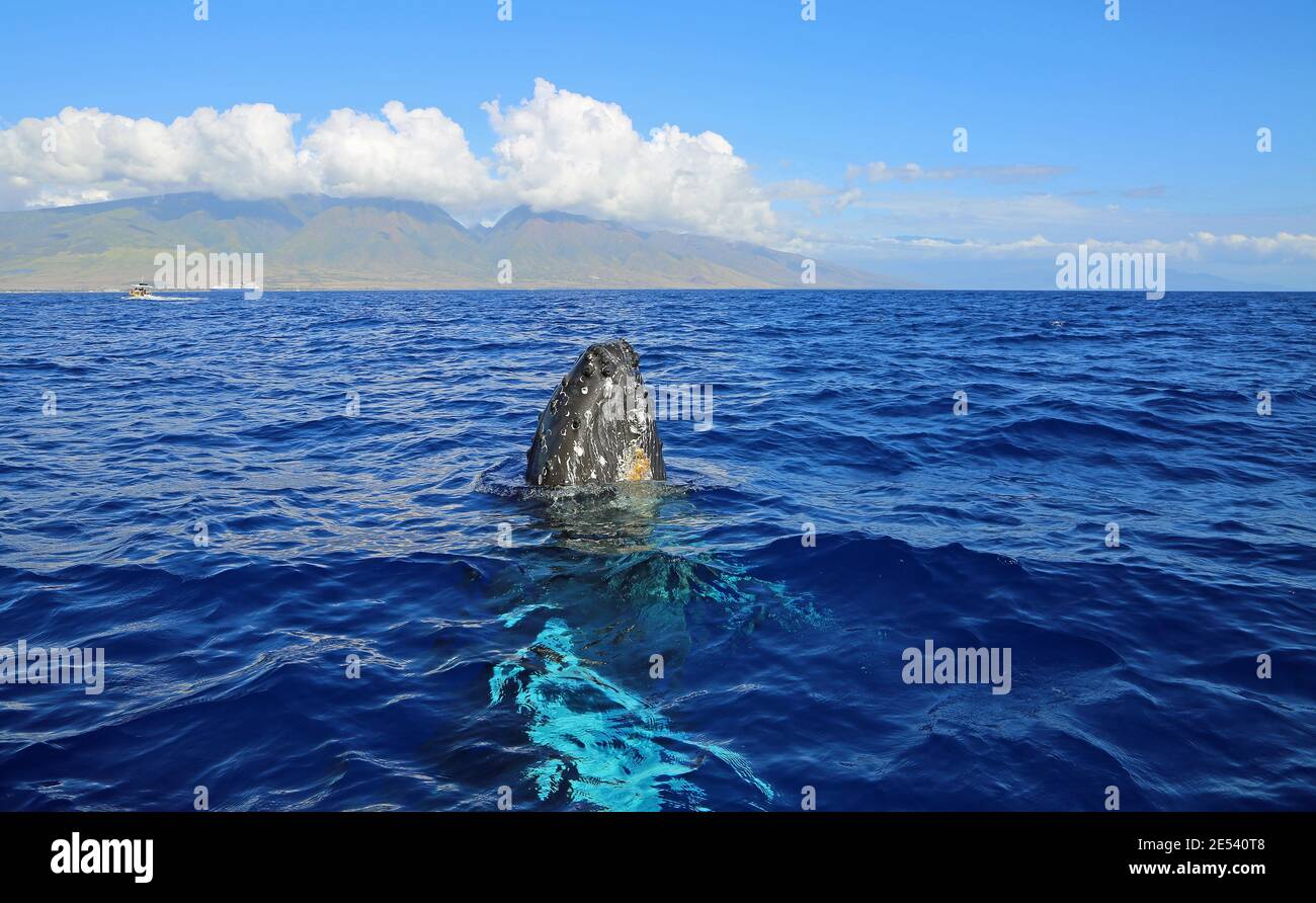 Breaching whale and Maui Humpback Whale Maui, Hawaii Stock Photo