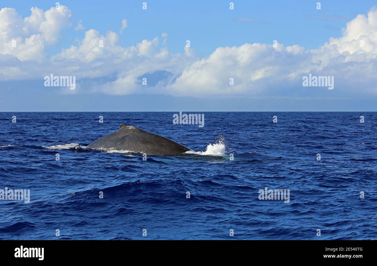 Whales back - Humpback Whale - Maui, Hawaii Stock Photo