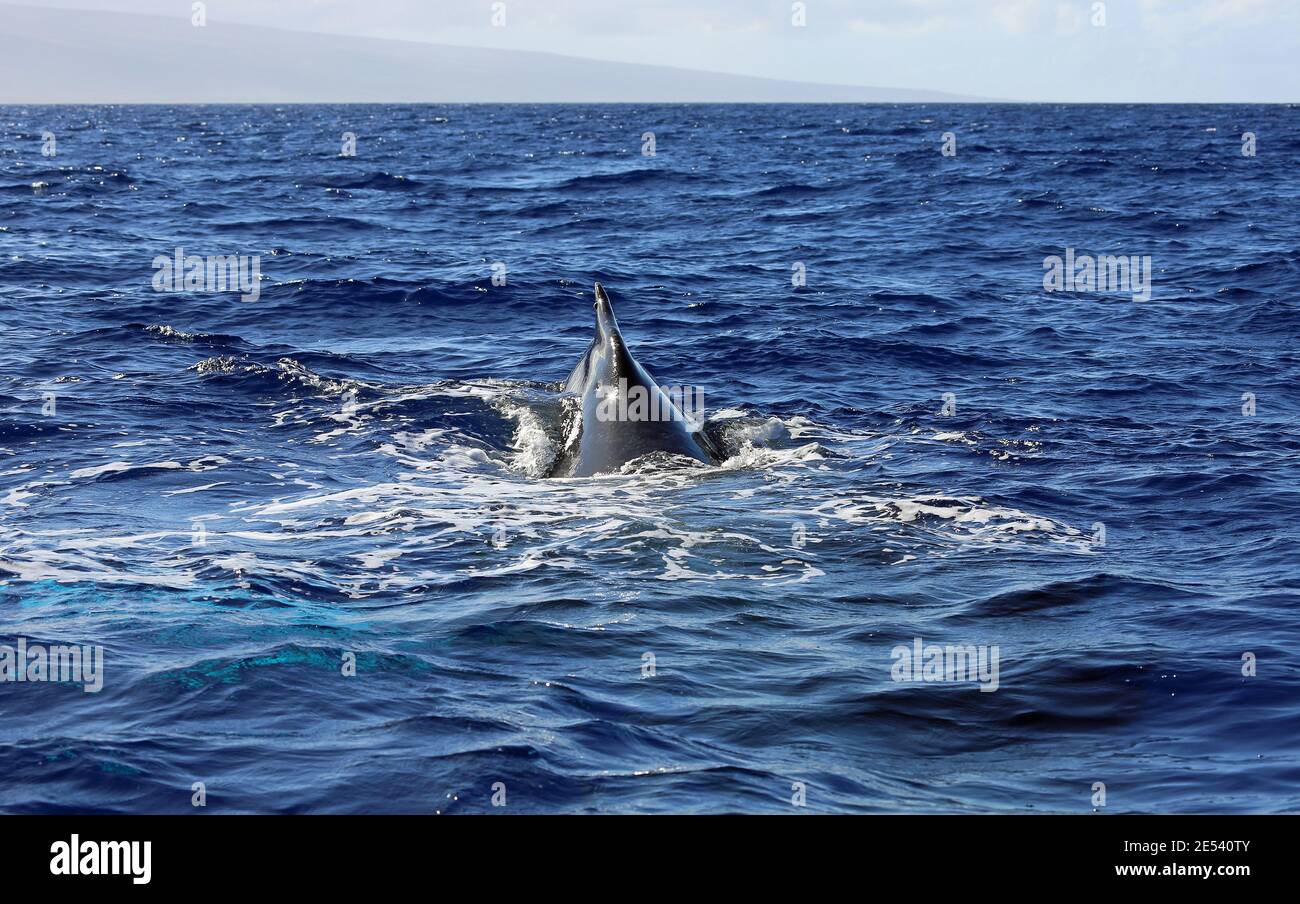 Whales back fin - Humpback Whale - Maui, Hawaii Stock Photo