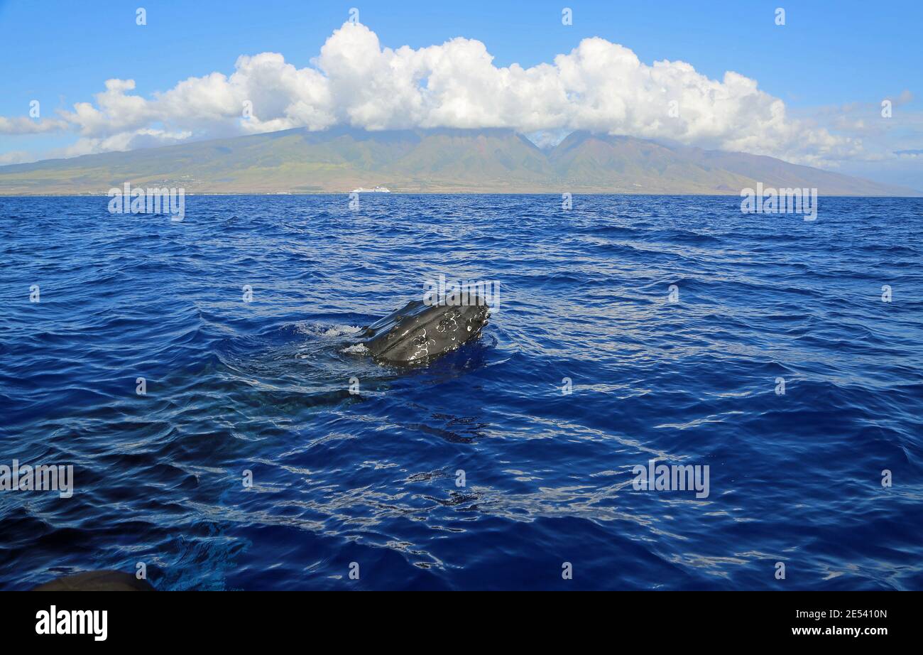 Maui and breaching whale - Humpback Whale - Maui, Hawaii Stock Photo