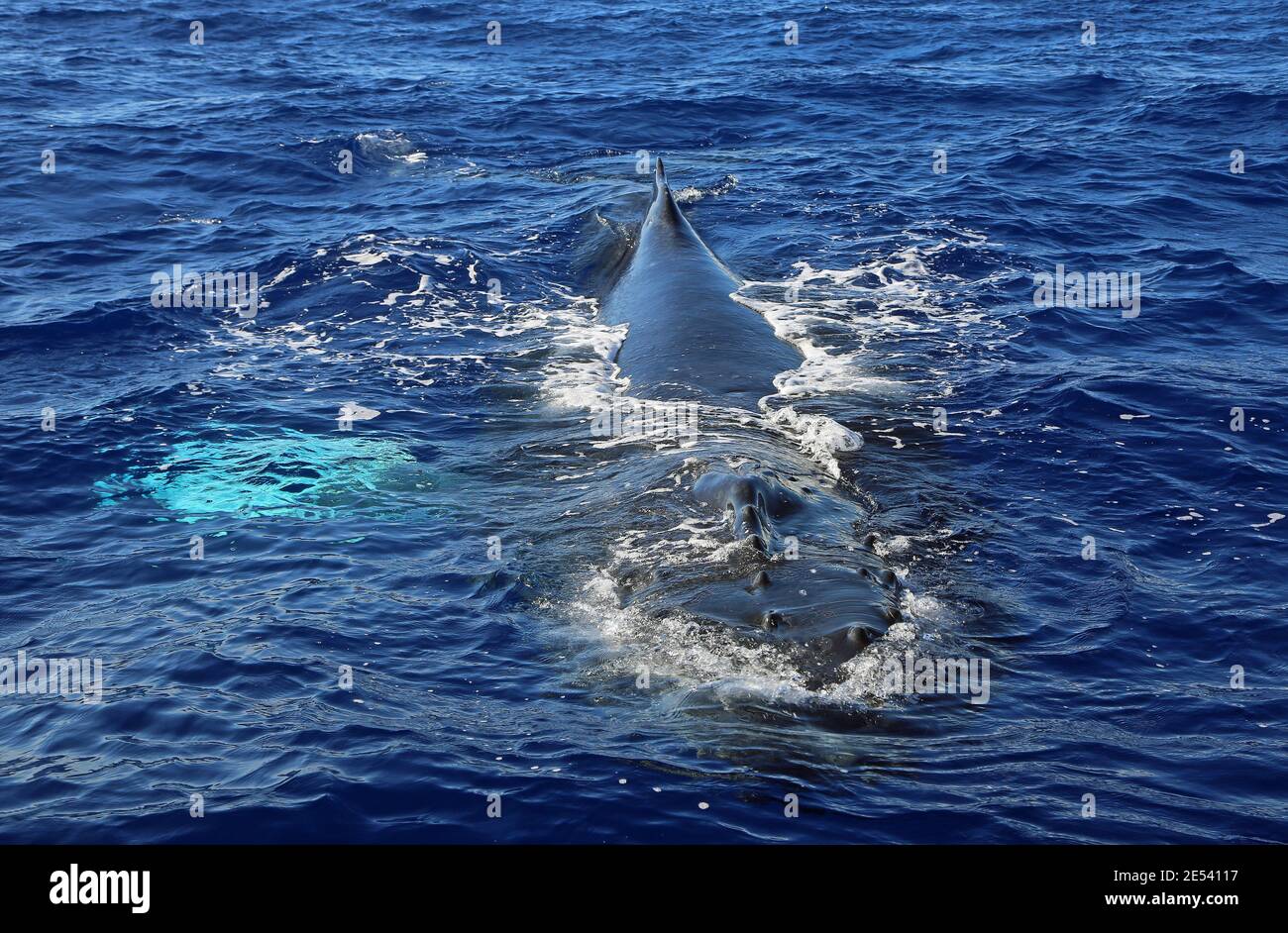 Whale is coming - Humpback Whale - Maui, Hawaii Stock Photo - Alamy