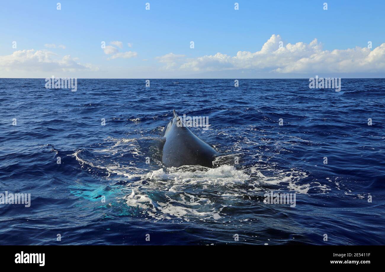 Whale diving Humpback Whale Maui, Hawaii Stock Photo Alamy