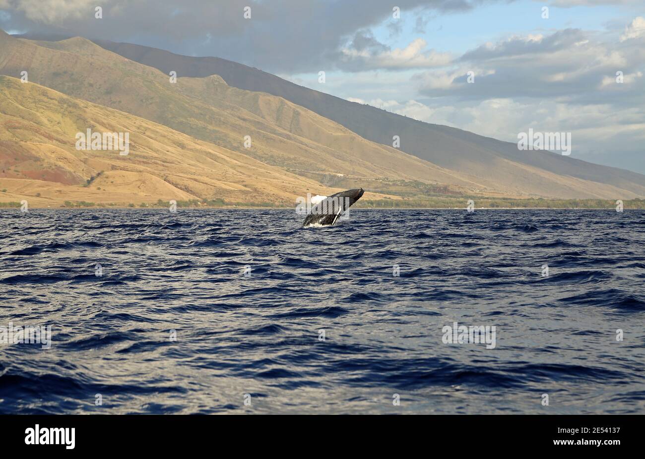 Jumping whale - Humpback Whale - Maui, Hawaii Stock Photo - Alamy
