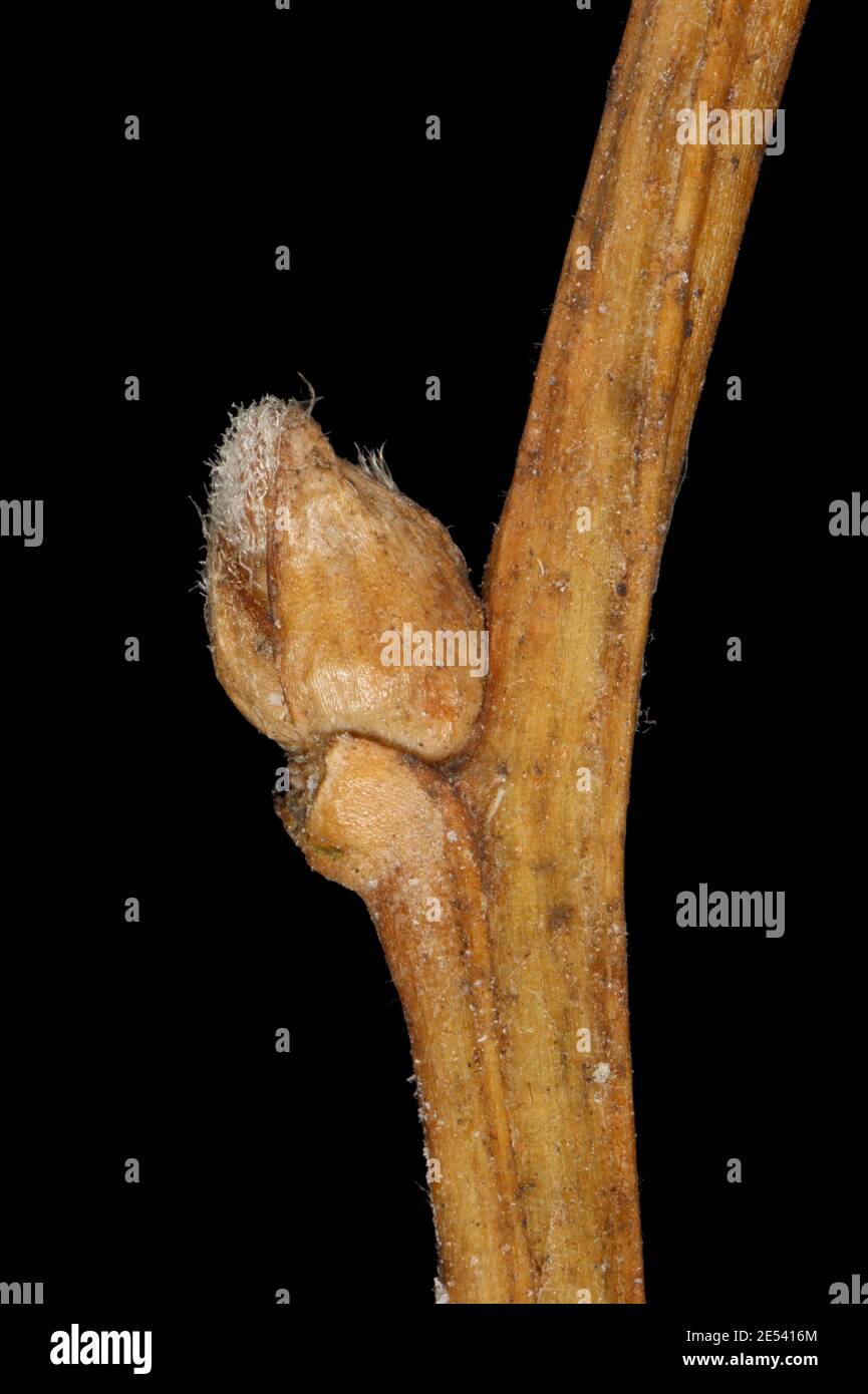 Russian Spiraea (Spiraea media). Lateral Bud Closeup Stock Photo
