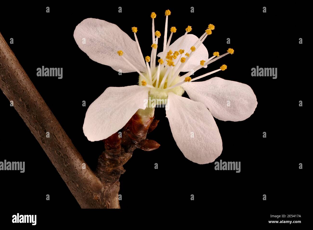 Cherry Plum (Prunus cerasifera). Flower Closeup Stock Photo