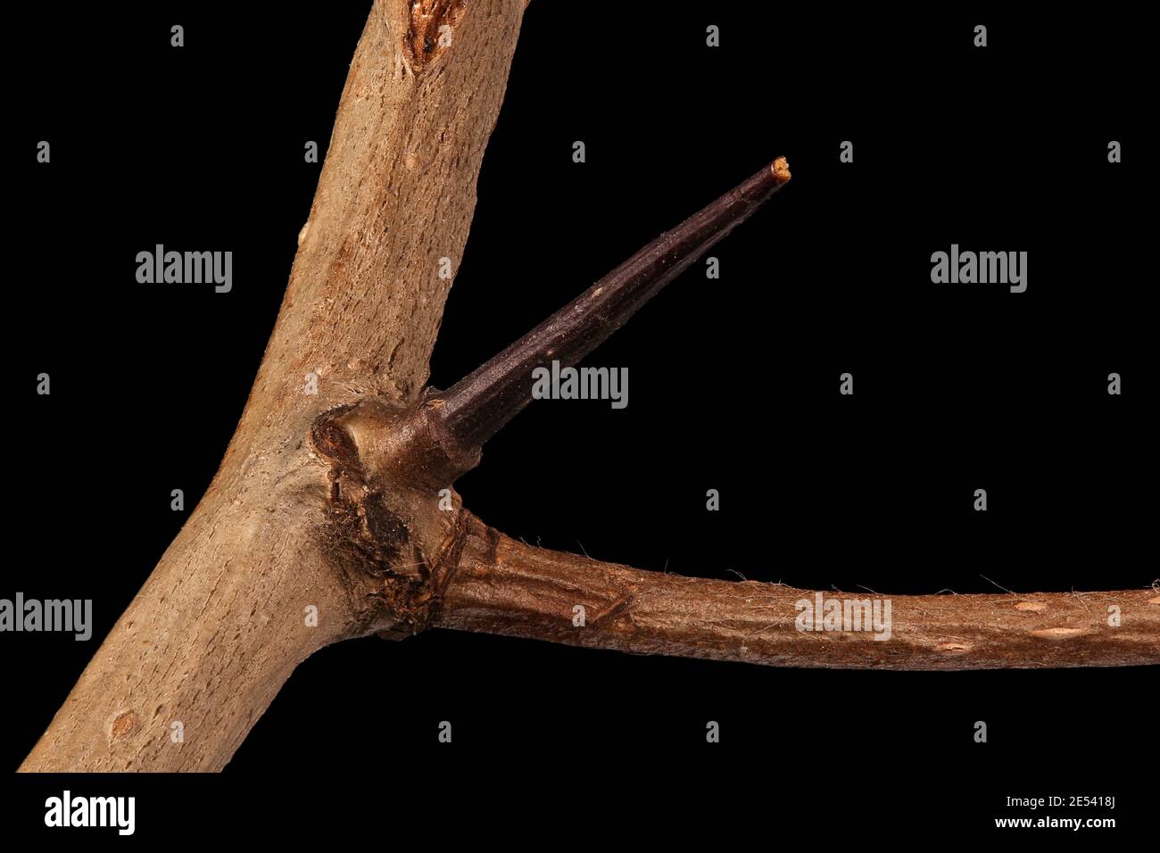 Midland Hawthorn (Crataegus laevigata). Spine Closeup Stock Photo