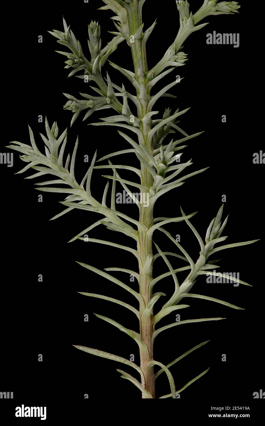 Sandarac (Tetraclinis articulata). Closeup of a Shoot with Acicular Leaves Stock Photo