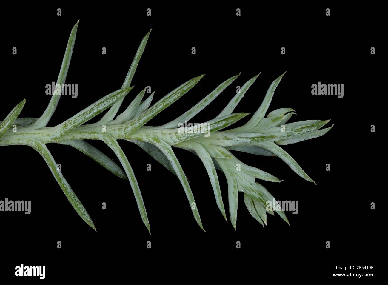 Sandarac (Tetraclinis articulata). Closeup of a Shoot with Acicular Leaves Stock Photo
