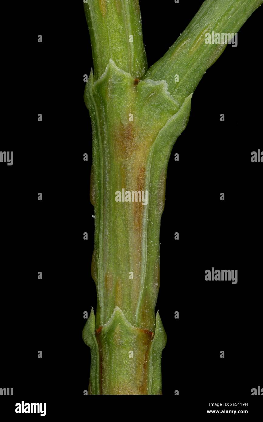 Sandarac (Tetraclinis articulata). Shoot Detail Closeup Stock Photo