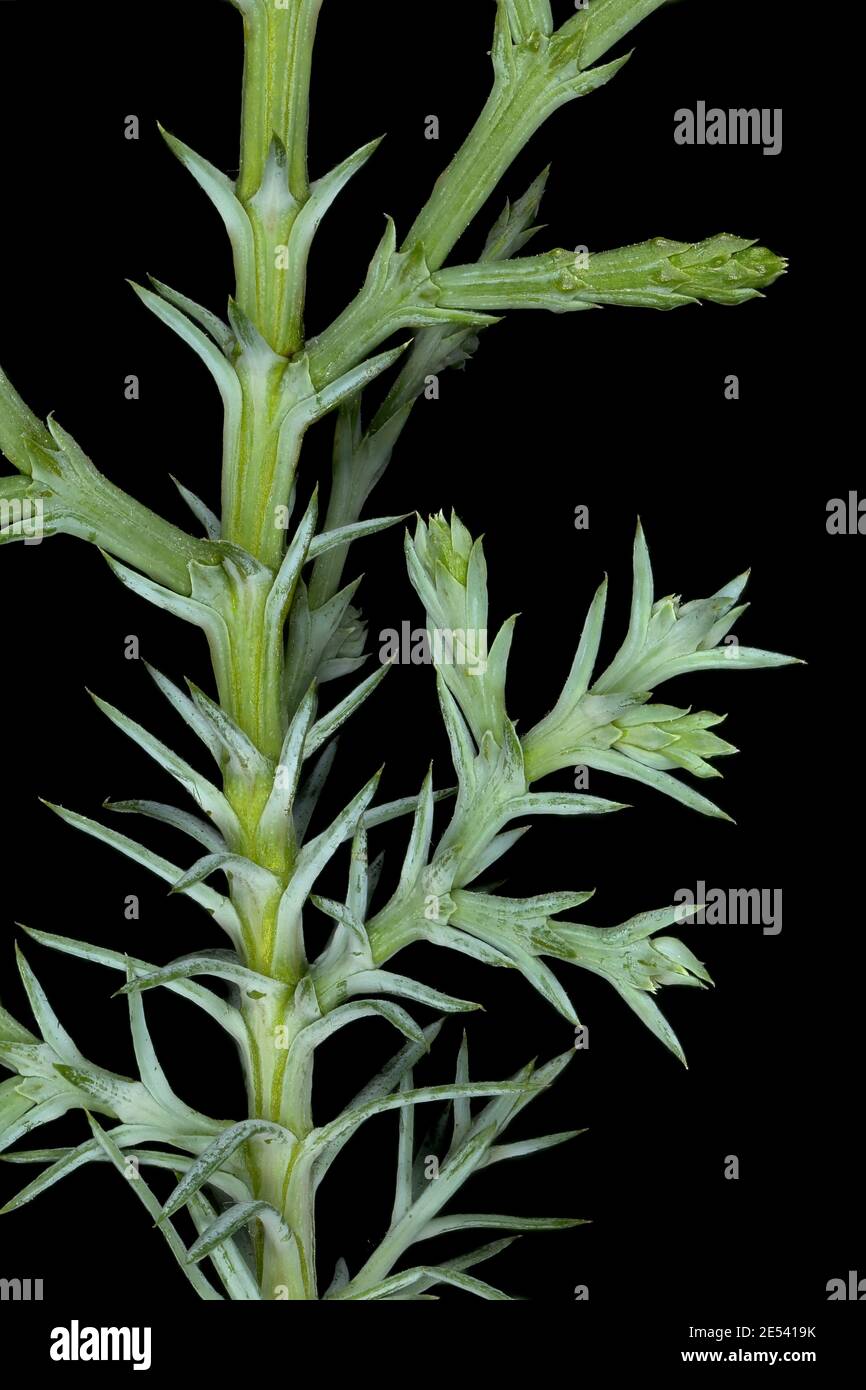Sandarac (Tetraclinis articulata). Closeup of a Shoot with Acicular and Scale Leaves Stock Photo