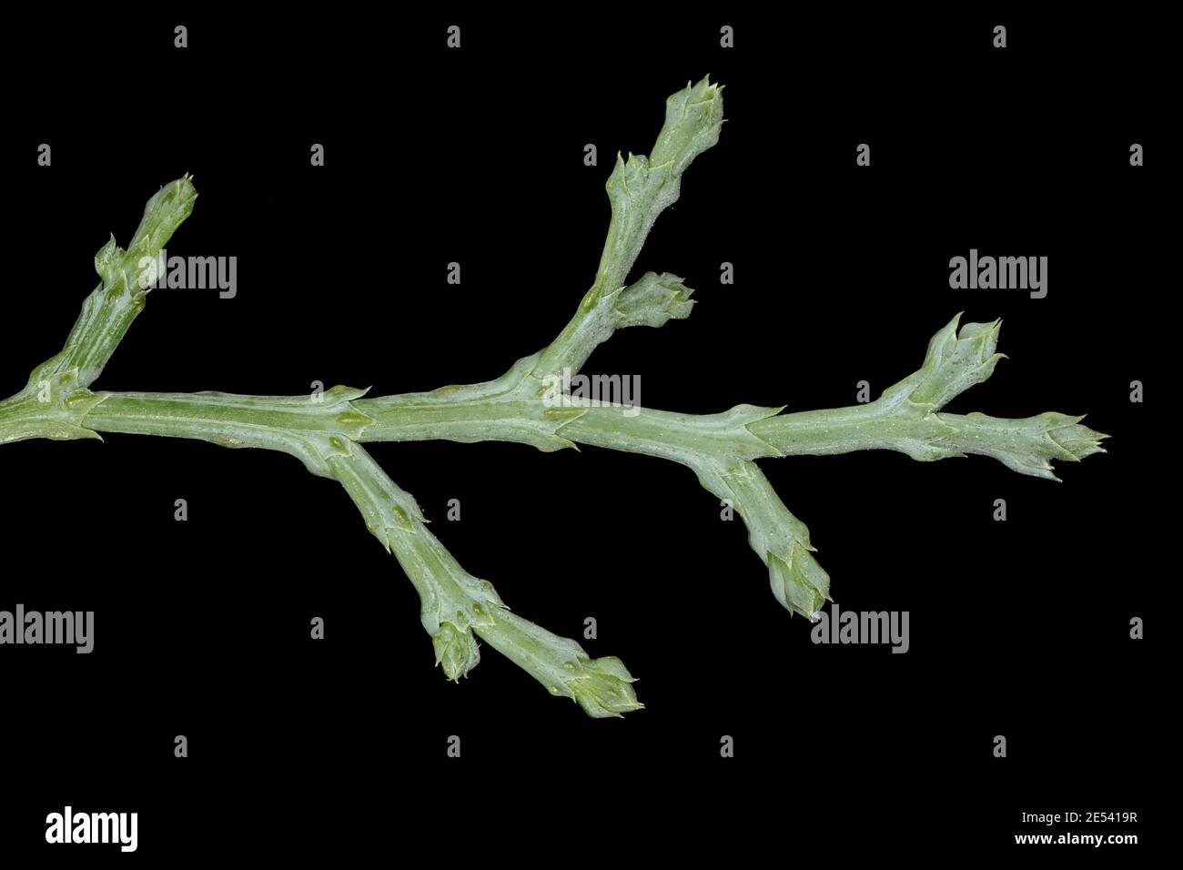 Sandarac (Tetraclinis articulata). Closeup of a Shoot with Scale Leaves Stock Photo