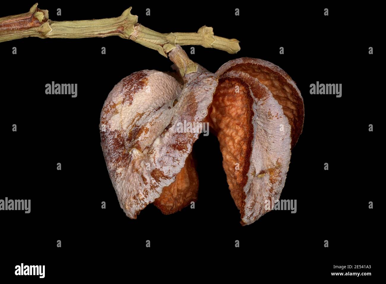 Sandarac (Tetraclinis articulata). Empty Seed Cone Closeup Stock Photo